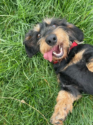 Betty laying on her back laughing