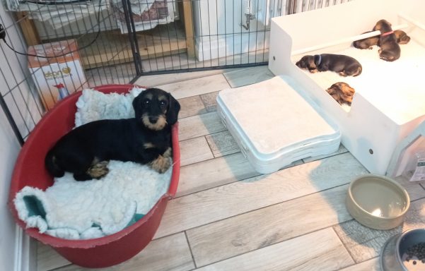 Betty in a bed with puppies nearby