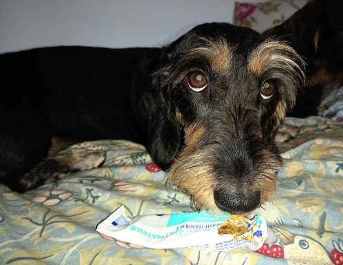 Betty and chewed doggy toothpaste tube