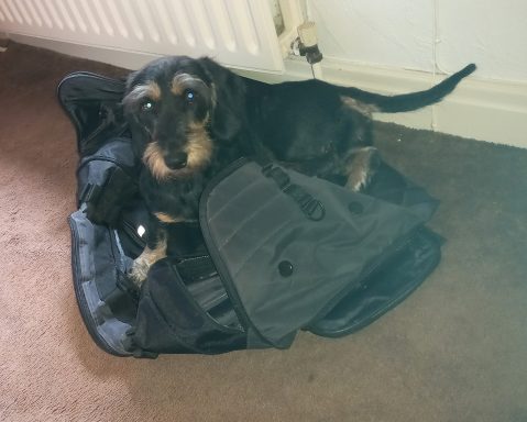 Betty trying to get into a large bag