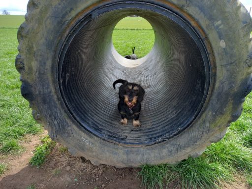Betty in a large tyre