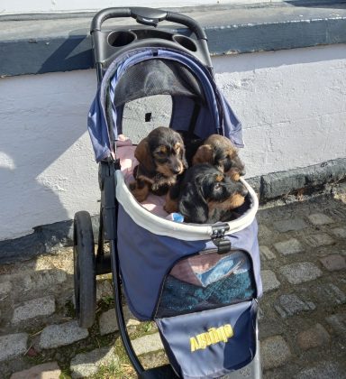Betty Siblings Push Chair
