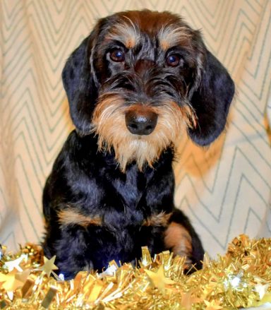 Betty sitting on some tinsel