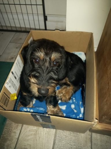 Betty in a cardboard box