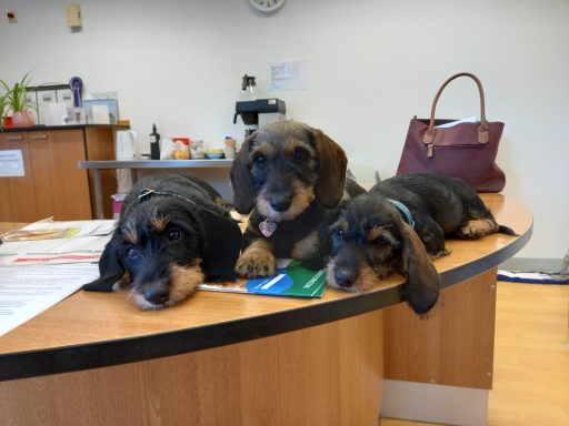 3 puppies at the vets