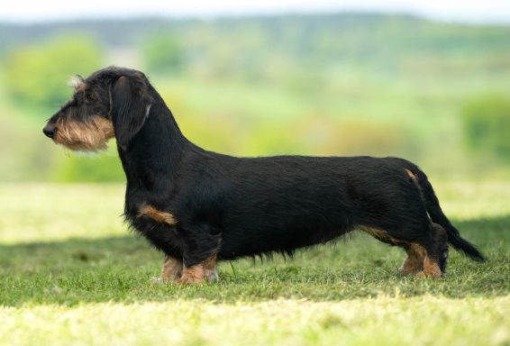Betty in show pose