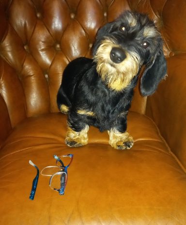 Betty and a pair of chewed glasses