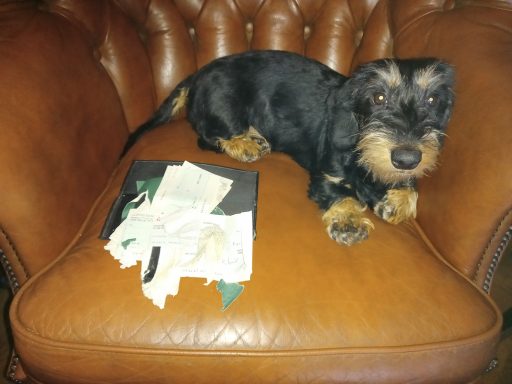 Betty and a chewed cheque book
