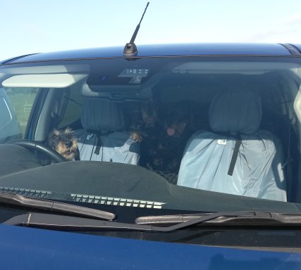 Betty behind the wheel of a car