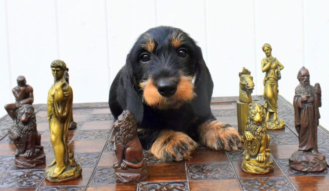 Puppy Betty with Chess Pieces