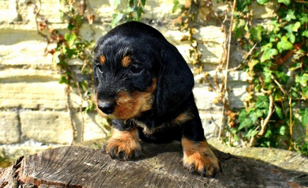 Puppy on a log