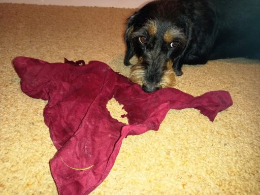 Betty and a chewed handkerchief