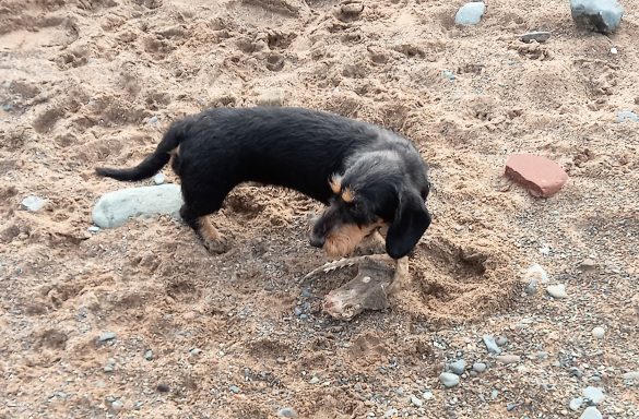 Betty on beach with dead animal